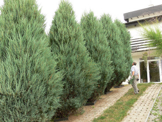 JAN SAD gospodarstwo ogrodnicze projektowanie zakladanie ogrod�w